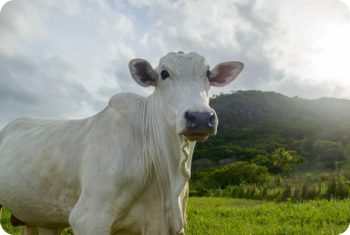 capa produto nutricao animal